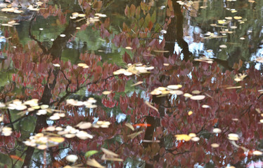 Fall on Lake Decatur