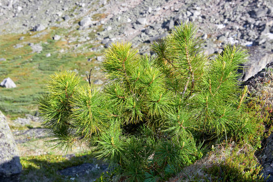Siberian dwarf pine in mountain tundra