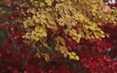 Fall on Lake Decatur