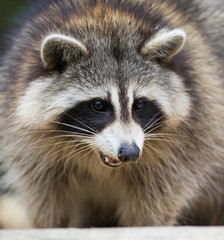 fat raccoon portrait