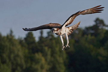 Osprey (Pandion haliaetus)