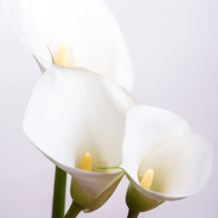 Greeting card with gentle white flowers callas on a white background with copy space.