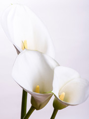 Floral greeting card with gentle callas flowers on a white background with copy space.