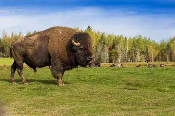 huge male bison in autumn