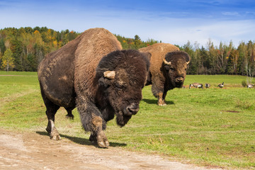 huge male bison in autumn