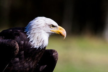 bald eagle portrait