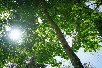 tree in forest