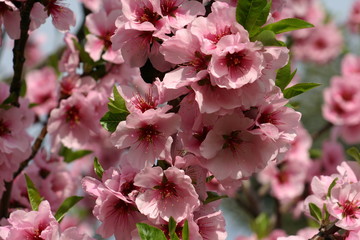 Kirschbl&uuml;te im Fr&uuml;hling