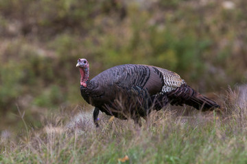 wild turkey in autumn