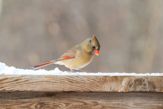 female cardinal on railing