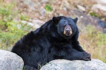 Obraz na płótnie Canvas huge male black bear in autumn