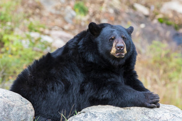 huge male black bear in autumn