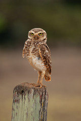 A Burrowing Owl (Athene cunicularia) on a pole against blurred forest background.  Upright posture concept. 