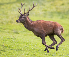 red deer in rut