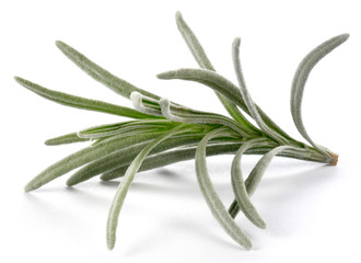 SPRIG OF EDIBLE HERB LAVENDER
