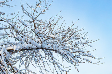 background of trees for a double exposure, many branches, branches in snow, snow on branches, snow on trees