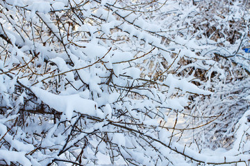 background of trees for a double exposure, many branches, branches in snow, snow on branches, snow on trees