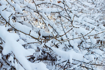 background of trees for a double exposure, many branches, branches in snow, snow on branches, snow on trees