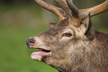 red deer in rut