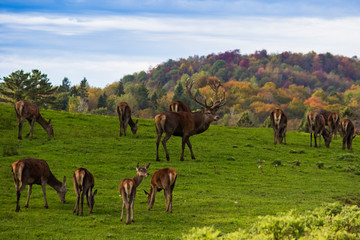 Fototapeta premium red deer in rut
