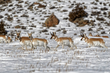 Pronghorn WInter