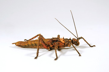 Gespenstschrecke (Haaniella dehani) - stick insect