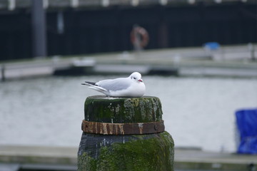 Möwe im Hafen auf einem Dalben