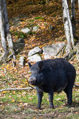 wild boar in autumn