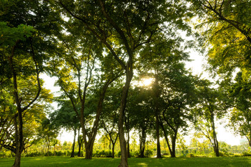 Obraz premium Beautiful of nature tropical forest while sunset green background with lots of trees.