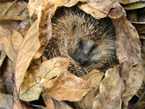Igel im Herbstlaub