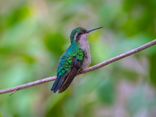 kolibri