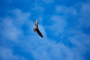 turkey vulture in flight