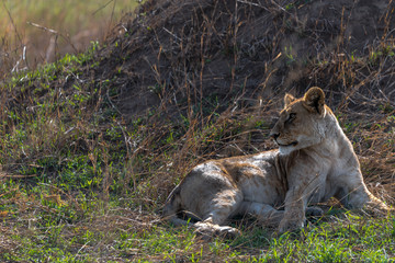 Beautiful portrait of lioness lying down on the Serengeti plains, Tanzania