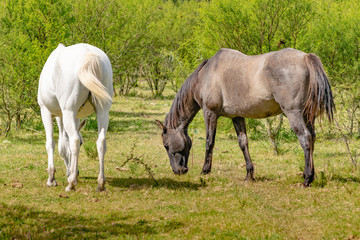 Obraz na płótnie Canvas Two Horses Eating Grass at Rural Environment
