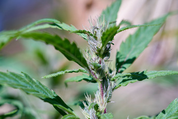 Young female Swazi marijuana head grown outdoor in Africa.