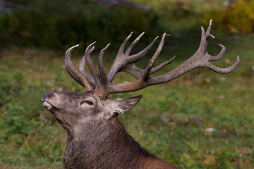 Red deer in rut