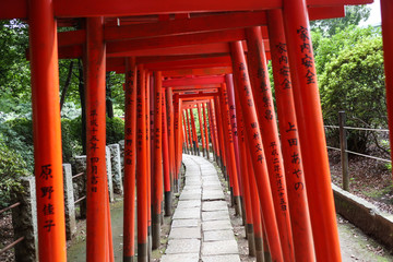 Fototapeta na wymiar Torii gate in shrine
