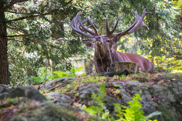 red deer in rut