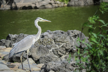 great blue heron