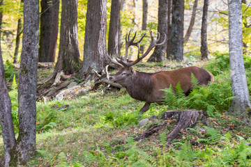 red deer in rut