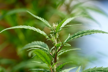Really young female marijuana plants showing their sex.