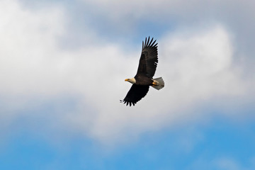 Eagle at Los Angeles area mountains