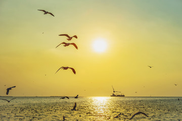 seagull birds flying in sunset over the sea