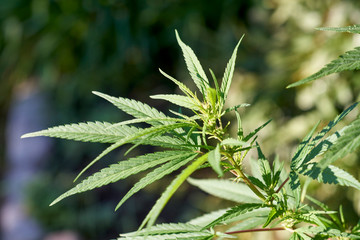 Young Swazi marijuana plant close up in Africa