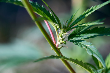 Young Swazi marijuana plant close up in Africa