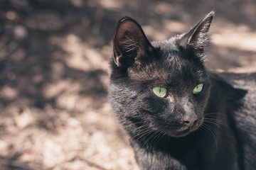 Black Cat Look - Graceful Animal - Copy Space