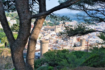 Tossa de Mar, Catalonia, Spain, August 2018. The trunk and branches of a century-old umbrella pine against the backdrop of the fortress.