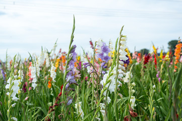 Gladiolen - Bunte Blumen auf einem Blumenfeld im Sommer 