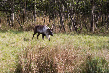 Obraz na płótnie Canvas The reindeer (Rangifer tarandus)