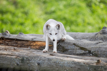 polar fox in autumn